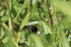 Pholisora
