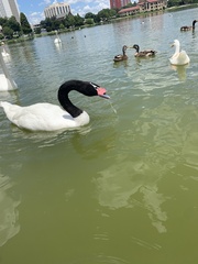 Cygnus melancoryphus