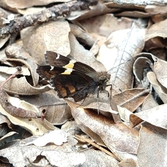 Thorybes pseudocellus