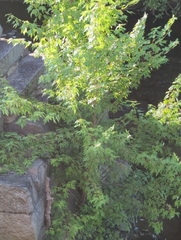 Acer saccharinum