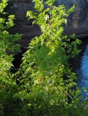 Acer saccharinum