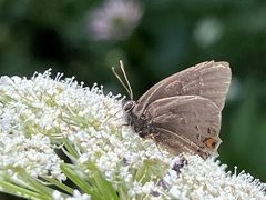 Satyrium calanus