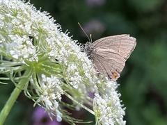 Satyrium calanus