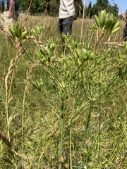 Lomatium nudicaule