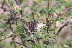 Cogia hippalus hippalus