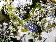Armadillidium klugii