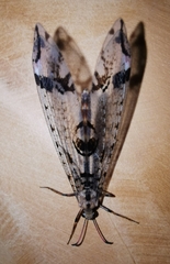 Dendroleon pantherinus