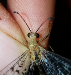 Dendroleon pantherinus