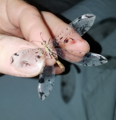 Dendroleon pantherinus