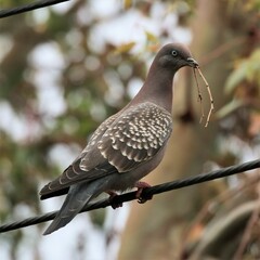Patagioenas maculosa