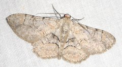 Stenoporpia pulmonaria