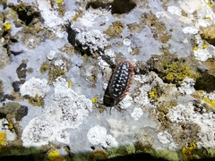 Armadillidium klugii