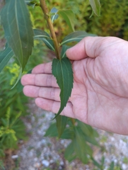 Solidago gigantea