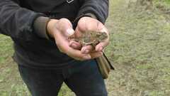 Phrynosoma orbiculare