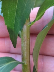 Solidago gigantea