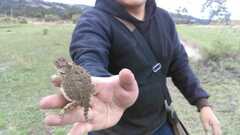 Phrynosoma orbiculare