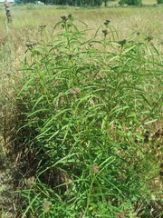 Asclepias fascicularis
