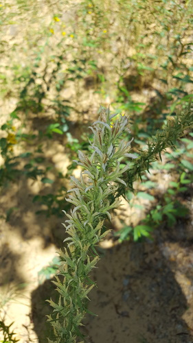 Liatris elegans var. elegans