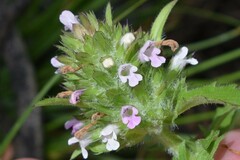 Dracocephalum parviflorum