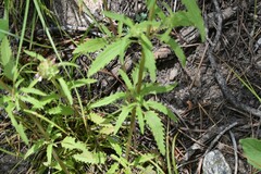 Dracocephalum parviflorum
