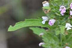 Dracocephalum parviflorum
