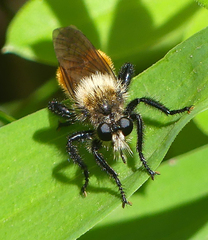 Laphria fernaldi