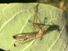 Hylobittacus apicalis