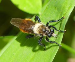 Laphria fernaldi