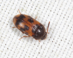 Mycetophagus flexuosus