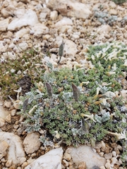 Oxytropis parryi
