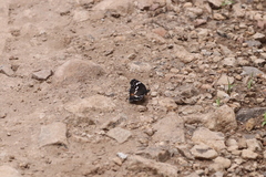 Chlosyne lacinia crocale