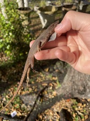 Anolis chlorocyanus