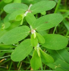 Euphorbia humistrata