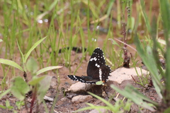 Chlosyne lacinia crocale