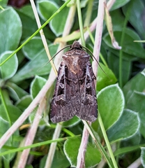 Euxoa divergens