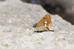 Piruna polingii