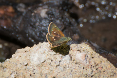 Piruna polingii