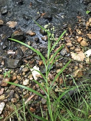 Scirpus polyphyllus