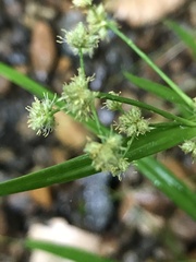 Scirpus polyphyllus