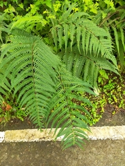 Pseudophegopteris hirtirachis