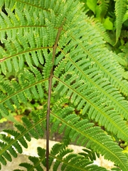 Pseudophegopteris hirtirachis