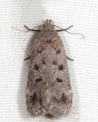 Anacampsis innocuella