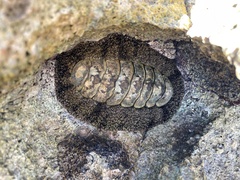 Acanthopleura