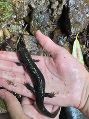 Desmognathus marmoratus