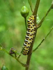 Cucullia scrophulariae