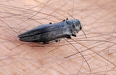 Agrilus granulatus