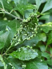 Eriophyes similis