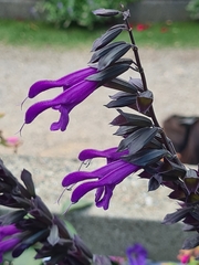 Salvia