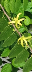 Cananga