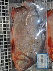 Piaractus brachypomus